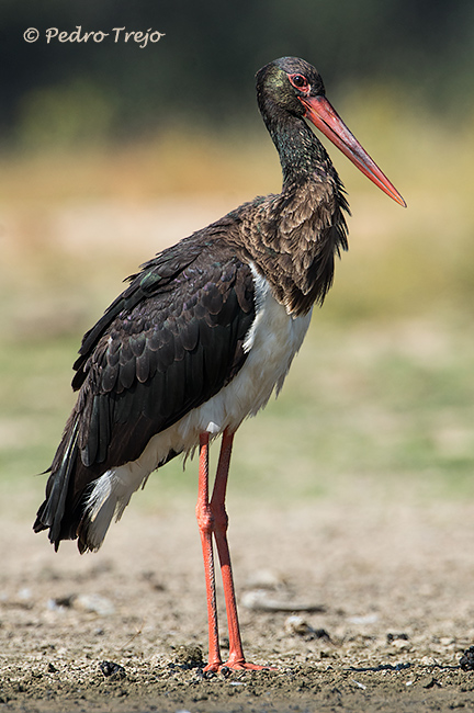 Cigüeña negra (Ciconia nigra)